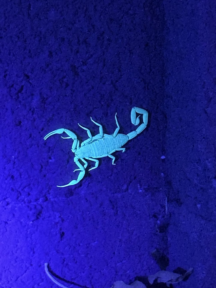 Copper State Pest Management project
